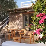 Iliana Olive Branch * آداماس